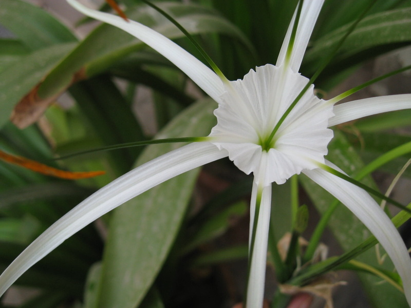 flower Head, flower, green Color, leaf, white color, spider, blossom, backgrounds, day, freshness, single Flower, blade of grass, beauty In Nature, grass