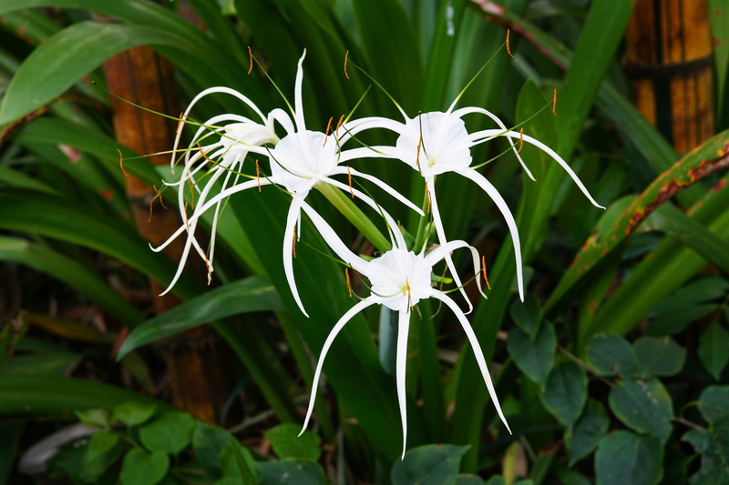 springtime, color, freshness, flowering plant, outdoors, spider lily, vulnerability, inflorescence, focus on foreground, fragility, garden, beautiful, tropical