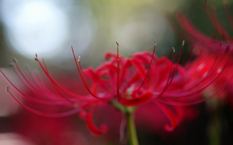 flower, day, inflorescence, fragility, no people, plant, beauty in nature, focus on foreground, 720P, vulnerability, selective focus, spider, flower head