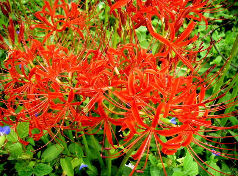 orange color, flowers, beauty In Nature, plant, multi Colored, formal Garden, petaled, thailand, flower, leaf, yellow, asia, botany, red, fragility, flowerbed