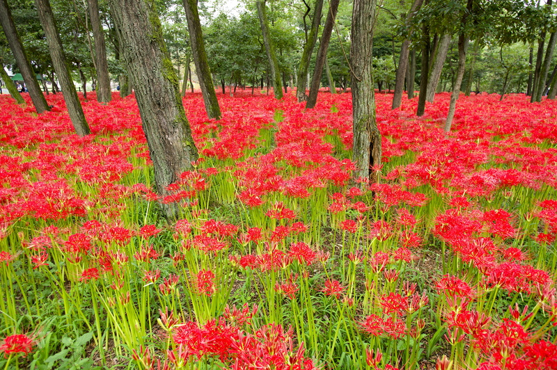 forest, grass, growth, tree, mongal, hidaka-shi, red, autumn, spider lily, field, 5K, plant, land, flowerbed, rice bag, springtime, no people, freshness