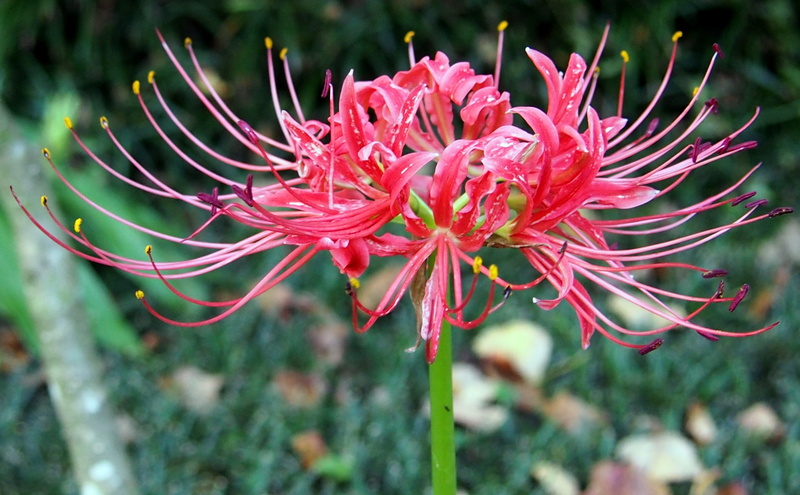 inflorescence, no people, pollen, spider lily, vulnerability, focus on foreground, beauty in nature, flower, flower head, outdoors, freshness, plant, flowering plant