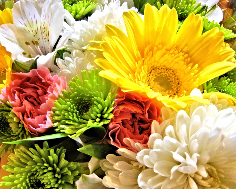 plant, petal, flowering plant, yellow, flower arrangement, variation, 2K, flower head, gerbera, growth, no people, close-up, vulnerability, garden, lily