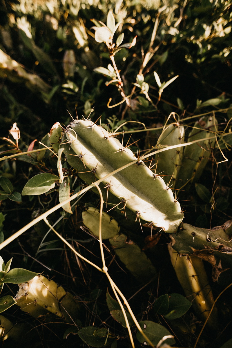 pond lily, cactus, animal themes, rubber eraser, beach, nature, insect, arachnid, field, close, leaf, garden spider, sunlight, no people, plant, growth