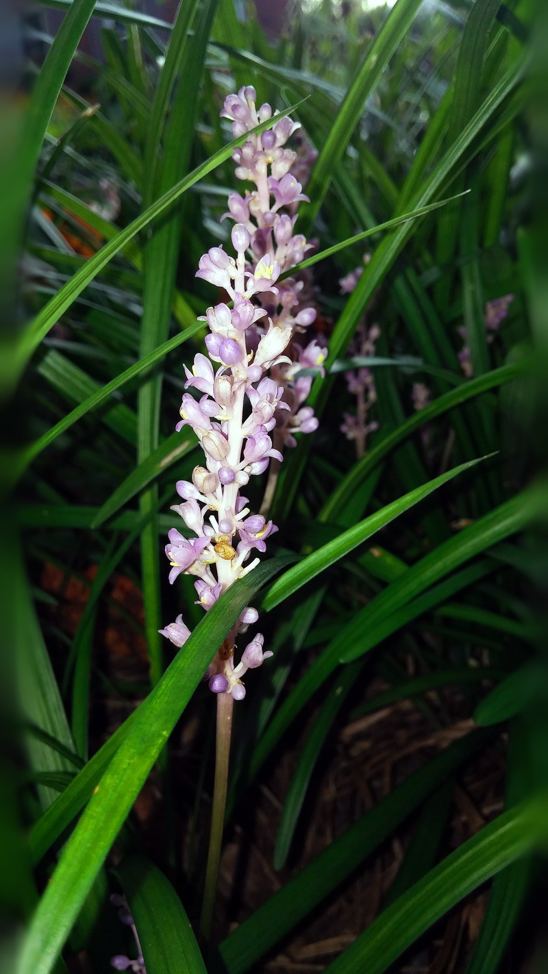 flower head, gardening, muscari, grass, blossom, pink flower, spider grass, bud, blade of grass, foilage, grass-like, flower, botanical, petal, liriope muscari
