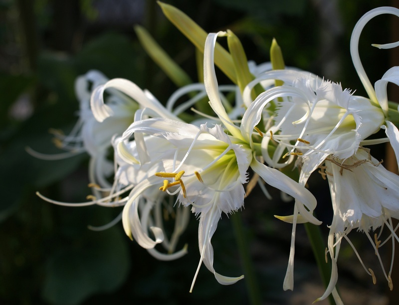 spider lily, flowering plant, plant, freshness, outdoors, bulbous plants, błonczatka, inflorescence, fragility, growth, vulnerability, petal, flower, beauty in nature