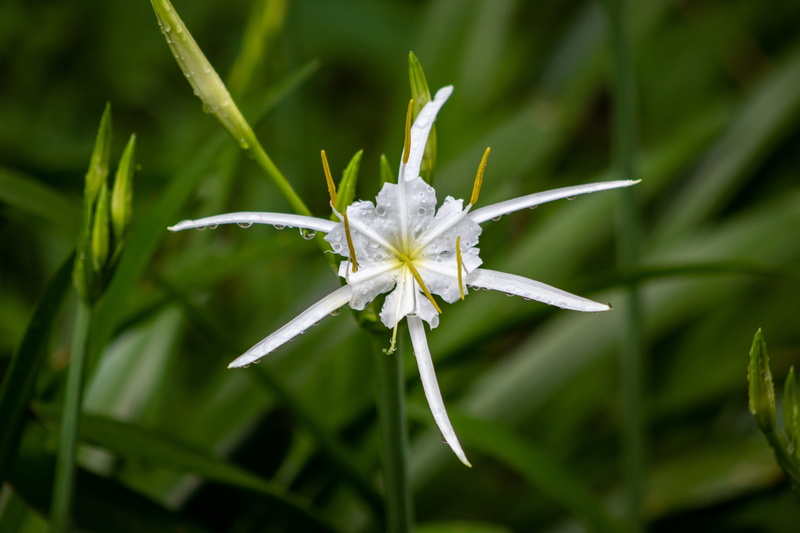 holly springs, 2K, plant, lily, green, fragility, strawberry plains audubon, insect, animal, ms, spider lily, amaryllidaceae, mississippi, freshness, beauty in nature