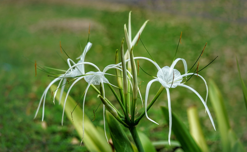 flower head, flora, grass, flower, tranquility, beauty in nature, closeup, selective focus, plant, nature, lily, white spider lily, outdoors, field, flowering plant