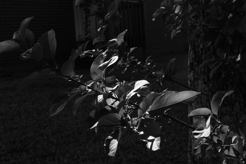 growth, silhouette, focus on foreground, day, tree, display, acanthaceae, fragility, rose, 2K, plant, veins, close-up, blossom, lcd screen, ground, brick