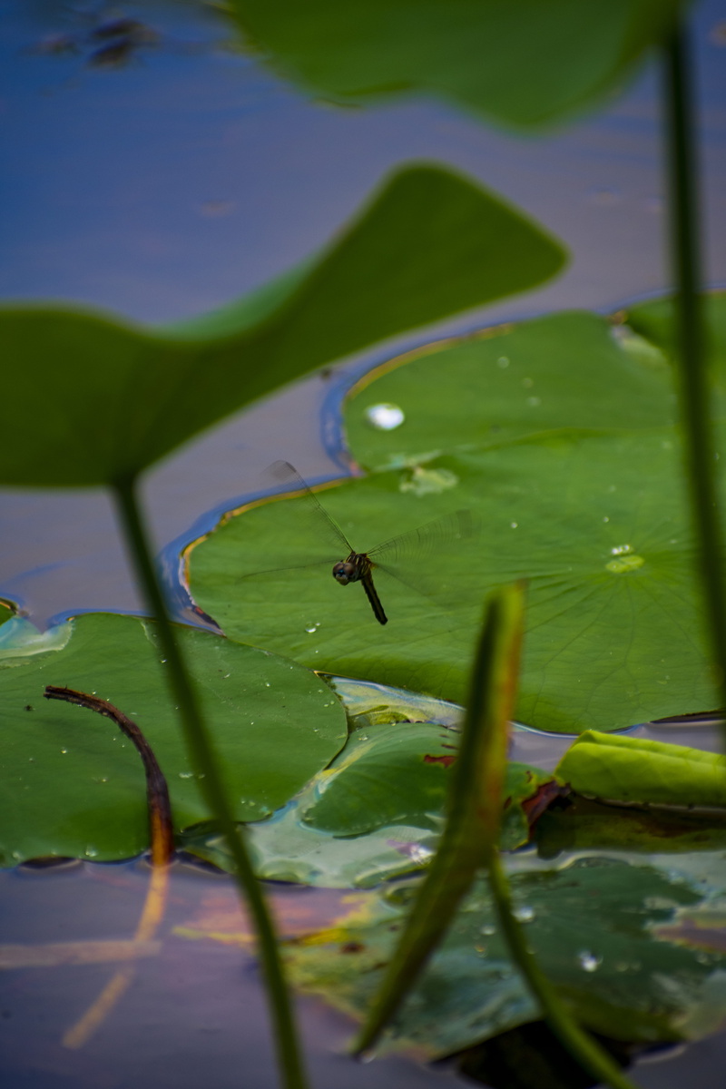 nature, close-up, firefly, outdoors, leaf, flower, lake, june bug, plant, animal themes, floating on water, arachnid, wildlife, one animal, insect, blossom