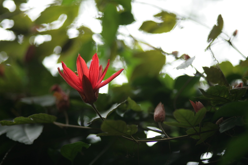 acanthaceae, animal, day, plant part, 4K, flower, bird, spider, freshness, inflorescence, close-up, beauty in nature, araceae, flowering plant, plant