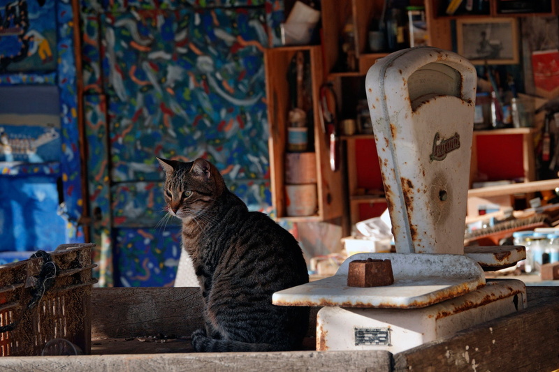 cat, Libra, 1080P