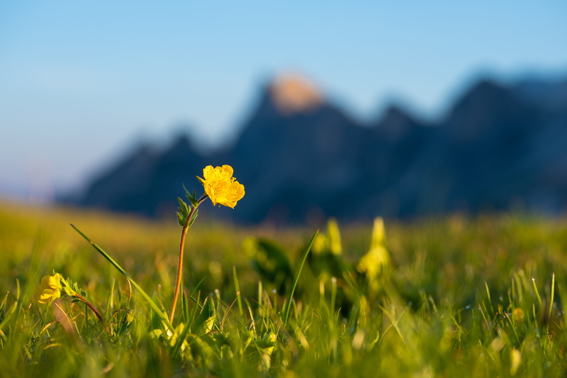 petaled, purity, grass, nature, flower, vulnerability, beauty in nature, grain, yellow, produce, mountain, vegetable, sunshine, 5K, freshness, fragility