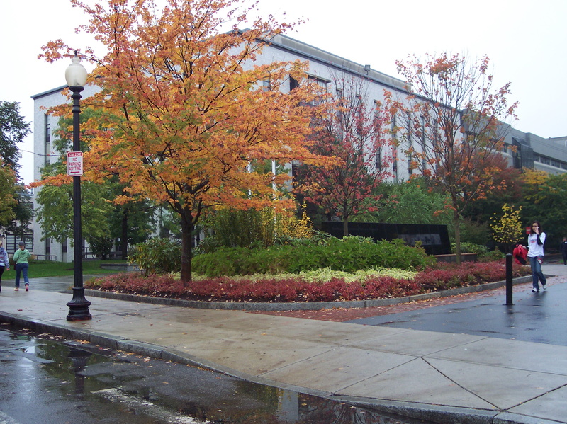 growth, beauty in nature, street light, nature, plant, fall, orange color, rain, real people, change, water, northeastern, built structure, wet, park, architecture