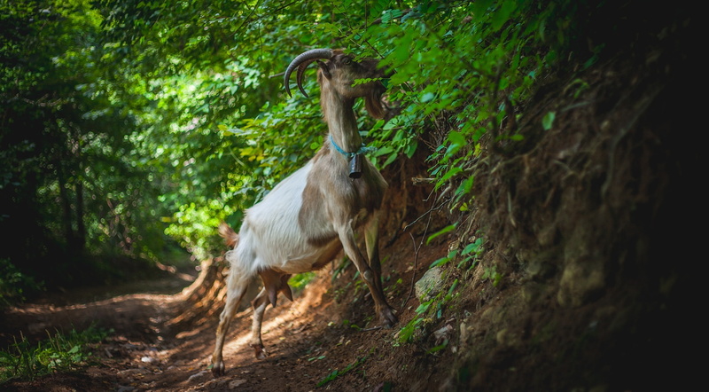 domestic animals, goat, green, forest, tree trunk, nature, animal neck, no people, plant, livestock, animal, animals in the wild, animal themes, trunk