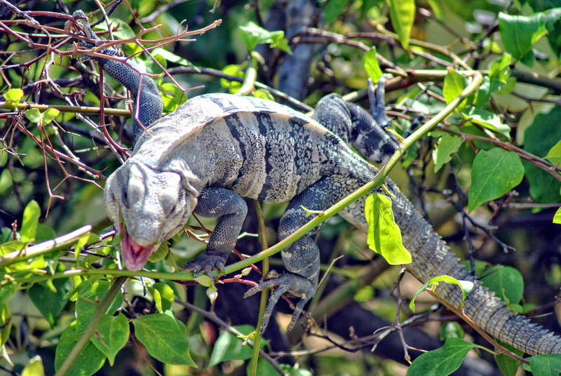 animal themes, day, reptile, animals in the wild, animal wildlife, vertebrate, green color, iguana, plant part, tree, branch, one animal, focus on foreground