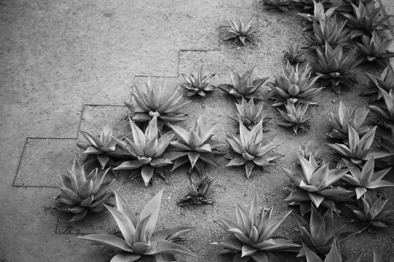  flower, high angle view, potted plant, 5K, outdoors, beauty in nature, flooring, agaves, growth, nature, plant, vulnerability, succulent plant