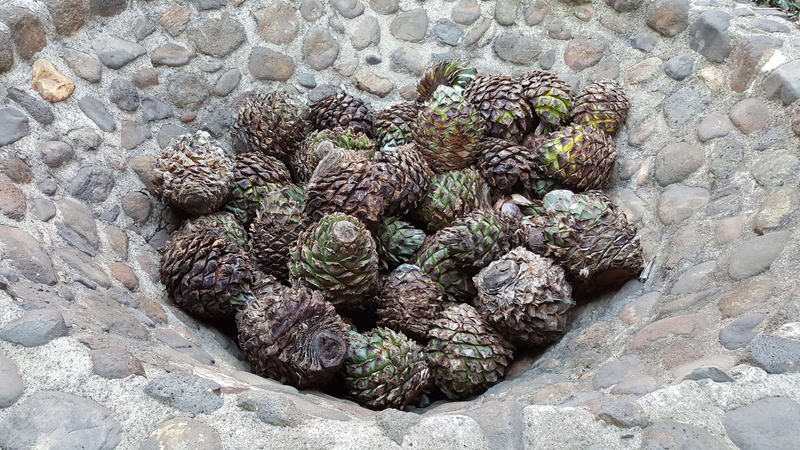 jose cuervo, high angle view, rough, growth, animal wildlife, tequila, no people, animal, natural pattern, day, solid, succulent plant, cactus, 4K, animals in the wild