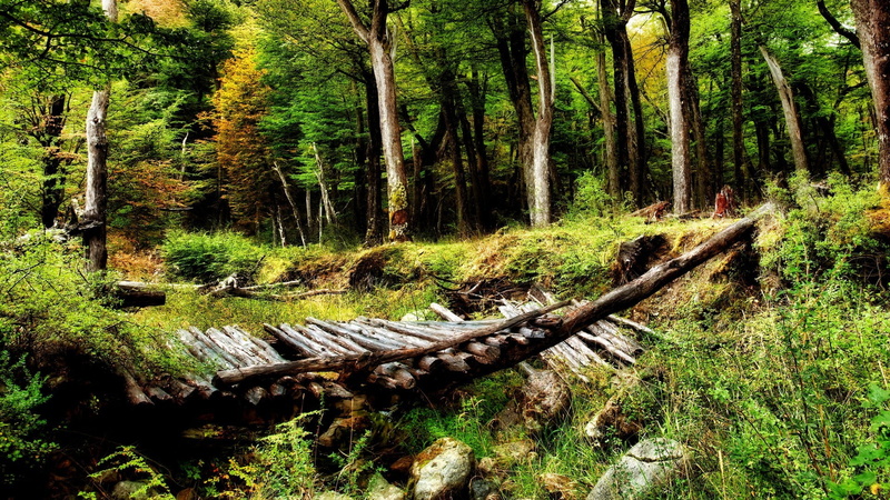 plant, outdoors, day, gray, landscape, woodland, tree, land, growth, no people, wooden, scenics - nature, nature, driftwood, green color, 1080P, forest
