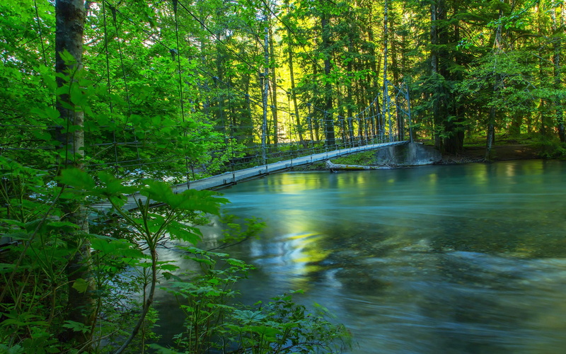 wooden, grey, Nature, Summer, Forest, 2K, Bridge, Scenery, River