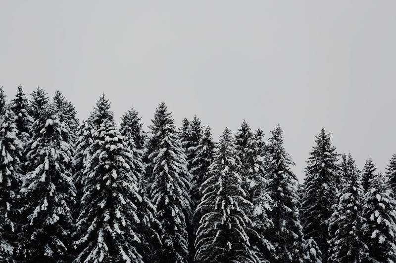 non-urban scene, scenics - nature, clear sky, snow, plant, tranquil scene, no people, trees, day, beauty in nature, growth, sky, tre, pine, winter, 5K