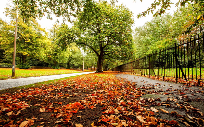 green, Leaves, Fence, Park, tall, 2K, Autumn, Trees, Road, tre