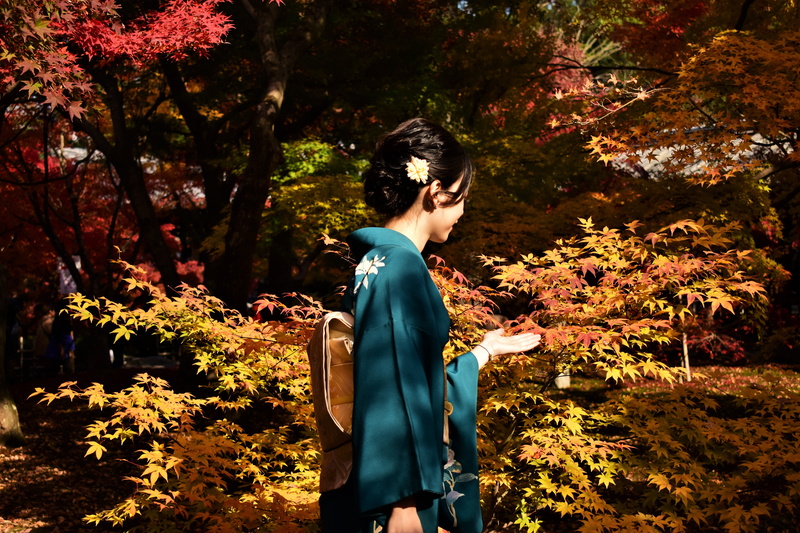 plant, leaves, tree, leaf, real people, near, tree trunk, three quarter length, osaka, autumn, day, beautiful woman, kimono, maple, nature, gown, young women