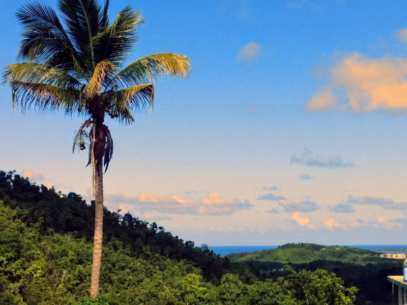 coconut palm tree, nature, scenics - nature, 4K, Puerto Rico, non-urban scene, landscape, tranquility, environment, no people, ocean view, tree, sky, growth