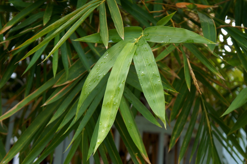 close-up, drop, water, focus on foreground, outdoors, 4K, blade of grass, no people, plant part, dew, rain, green color, the leaves, freshness, plant