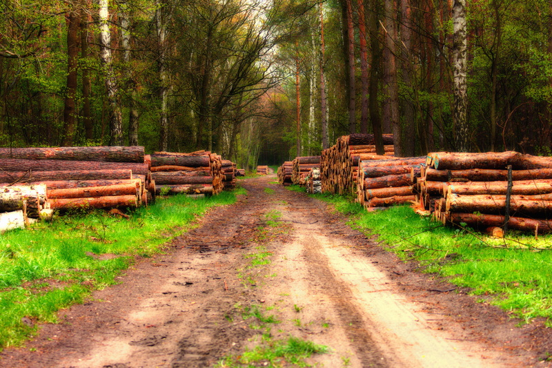 woodland, the way forward, landscape, plant, grass, no people, lumber industry, forest, timber, stack, large group of objects, wood - material, tres, birch