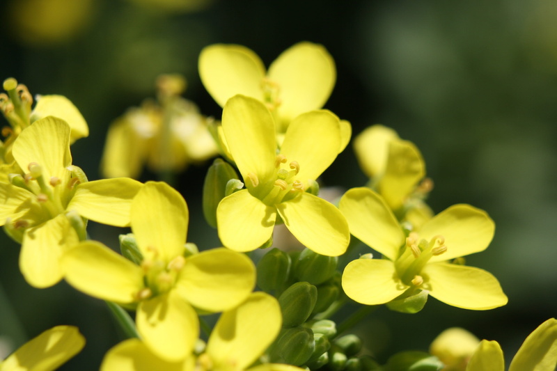 yellow, vegetable, inflorescence, selective focus, outdoors, beauty in nature, petal, bok choi, flora, green color, vulnerability, flower, growth, 4K
