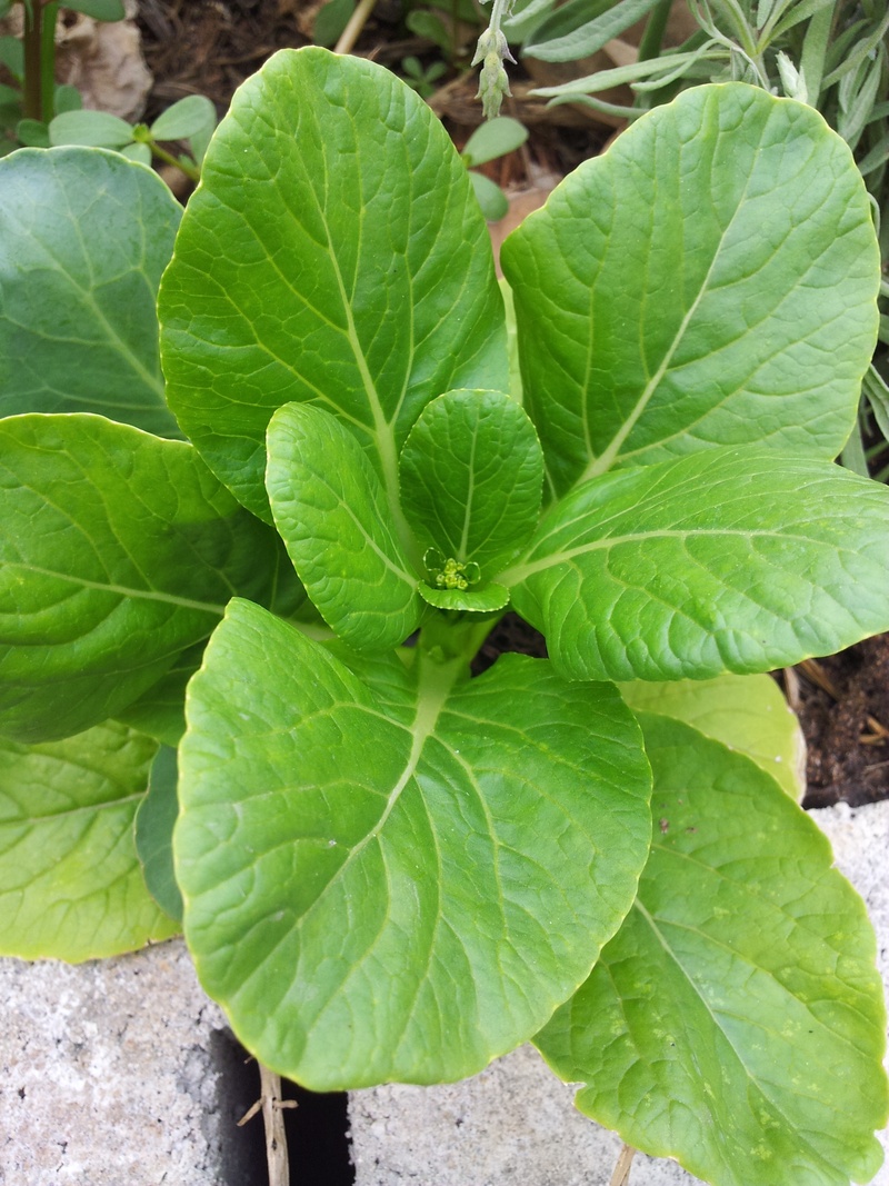 leaf vein, herb, no people, organic, vegetable, growth, food, food and drink, freshness, mustard green, plant, day, paksoi, outdoors, green color, leaves