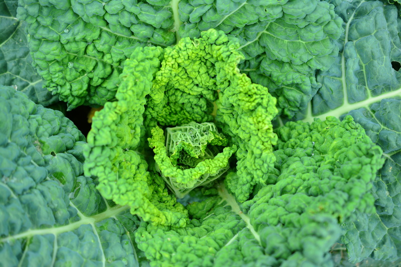 5K, vegetable, herb, Savoy Cabbage, growth, bok, choy, green leaves, full frame, healthy eating, Kohl, close-up, wellbeing, Vegetables, healthy, food