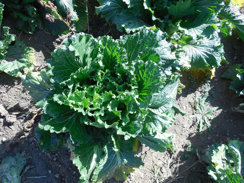 Cabbage, food, high angle view, field, freshness, close-up, green color, food and drink, sunlight, vegetable, healthy, leaf, land, organic, growth, day