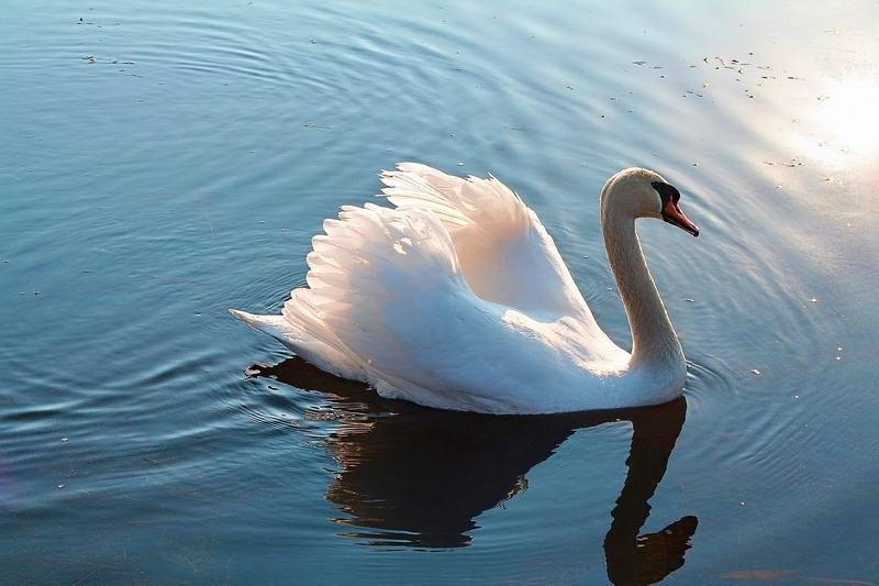 animal neck, wild birds, lake, animal wildlife, landscape, animal, waterfront, water bird, swimming, nature, white color, reflection, day, floating, glow