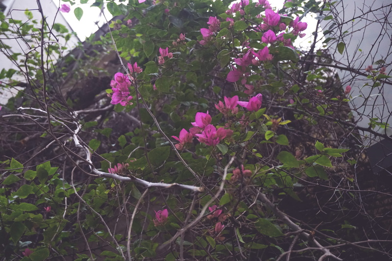 purple, tree, old town, flowering plant, fragility, inflorescence, springtime, close-up, winter, pink color, blossom, petal, low angle view, flowers, plant