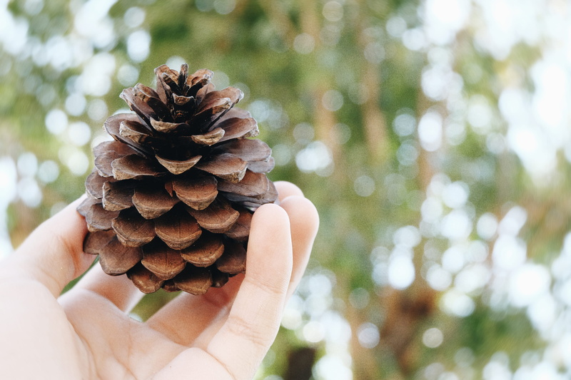 4K, outdoors, one person, pine cone, human limb, holding, human finger, lifestyles, human body part, finger, tree, real people, pine tree, nature, unrecognizable person