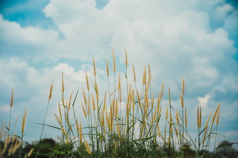 cloud - sky, no people, 4K, green color, environment, plant, tranquility, outdoors, field, day, low angle view, nature, focus on foreground, ubon ratchathani
