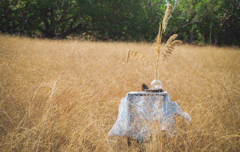 day, nature, abandoned, outdoors, field, beauty in nature, close-up, environment, farm, 4K, thailand, growth, grass, focus on foreground, landscape, hanging
