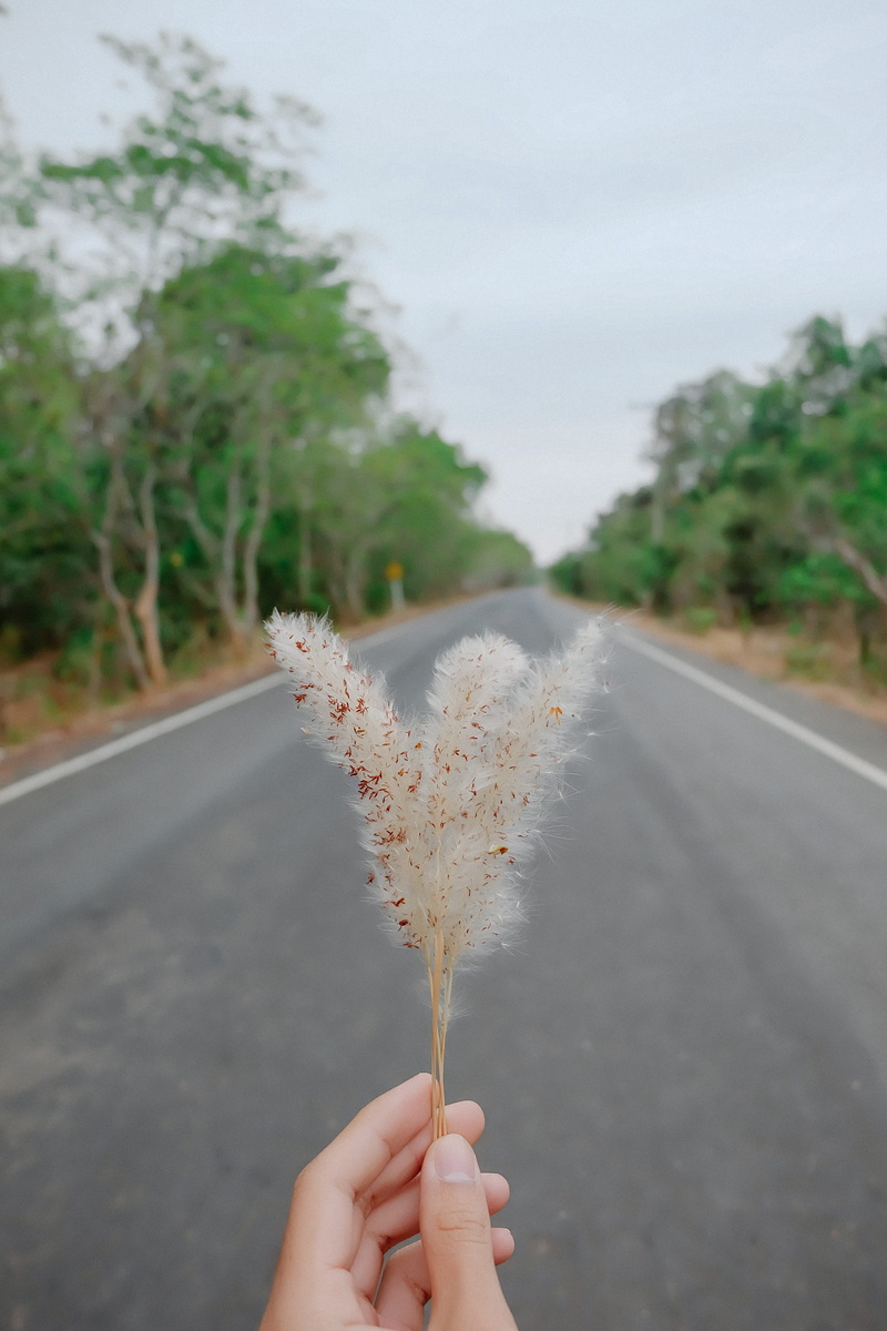 holding, human body part, personal perspective, road, one person, thailand, human finger, nature, 4K, finger, real people, plant, lifestyles, hand, outdoors