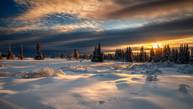 snow, frozen, winter, 1080P, forest, pine woodland, environment, trees, field, plant, Norway, cold temperature, pine, tranquility, coniferous tree, landscape