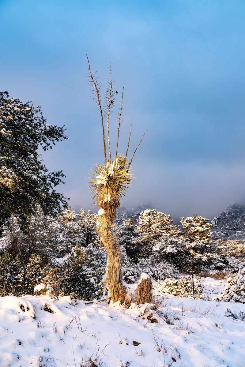 beauty in nature, tranquility, tree, wilcox, 4K, no people, winter, tranquil scene, day, snowcapped mountain, growth, sunlight, plant, yucca plant, scenics - nature