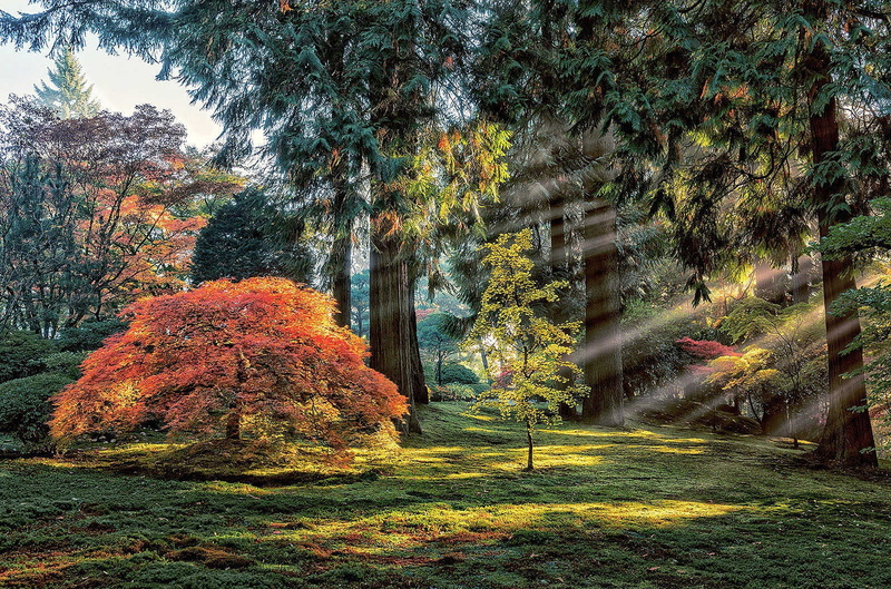 willow tree, beauty in nature, day, tranquility, autumn, morning, scenics - nature, land, garden, park, no people, forest, sun rays, environment, 720P
