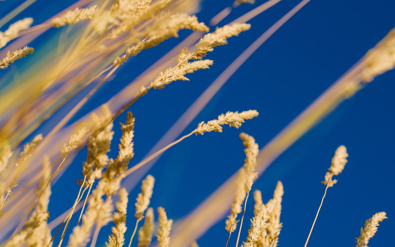 plants, beauty in nature, fragility, blue, sunlight, close-up, outdoors, flowering plant, nature, no people, low angle view, day, willow tree, tranquility