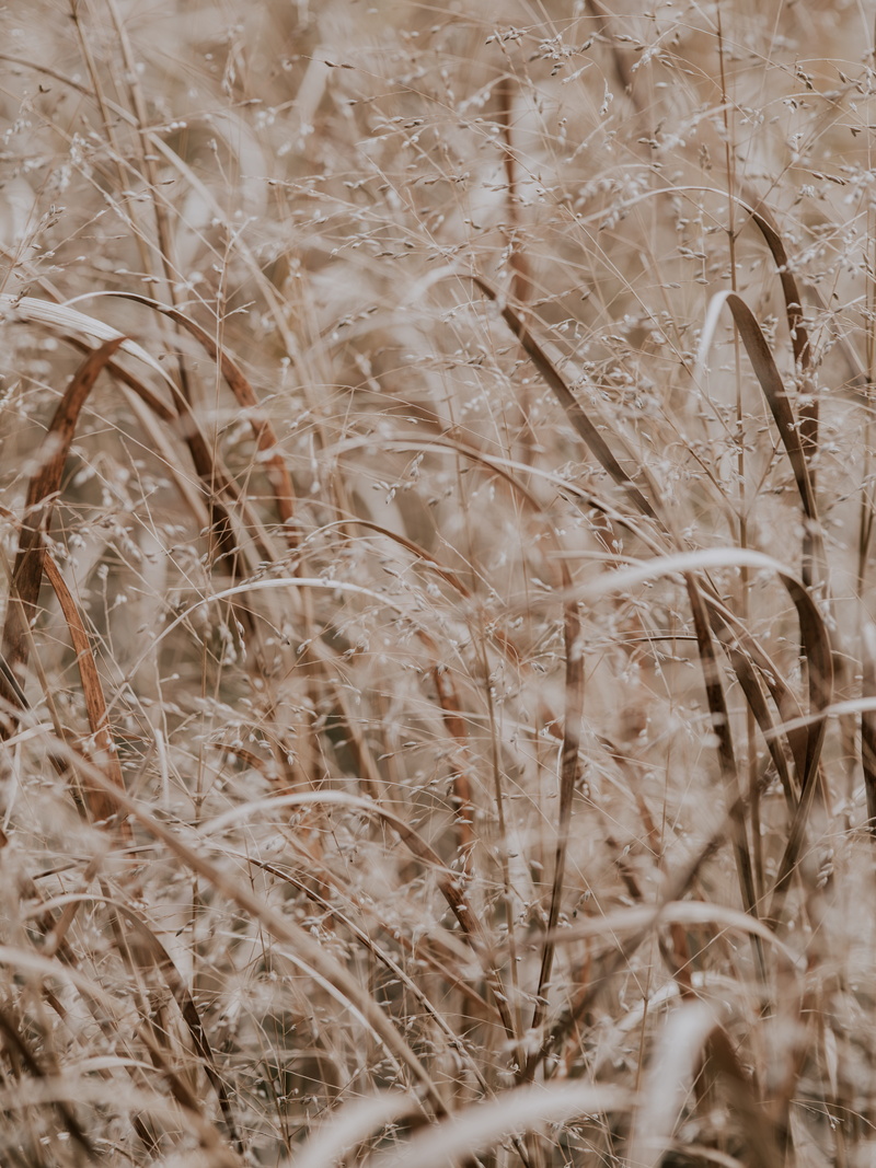 land, snow, vegetable, ditch, no people, lawn, day, brown, grasses, ice, frost, full frame, tranquility, 8K, growth, close-up, knee, selective focus, nature