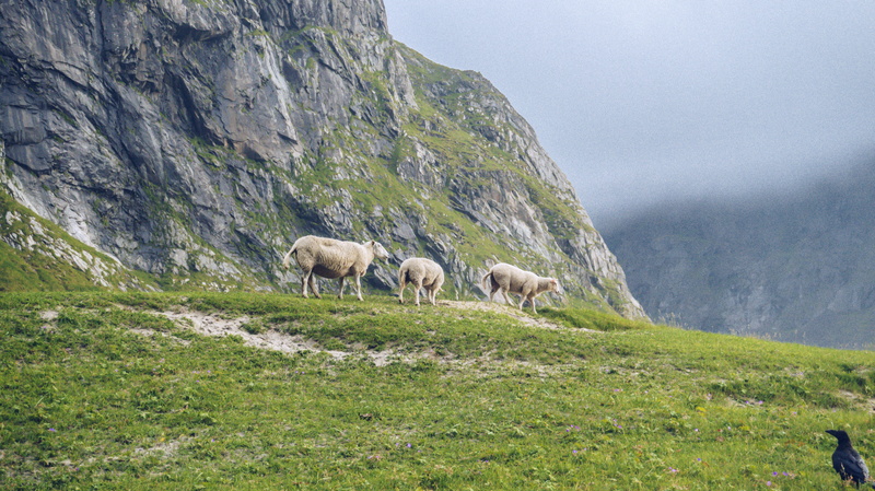 beach, kvalvika beach, plant, beauty in nature, grazing, lofoten, domestic animals, fog, environment, no people, wildlife, sheep, pets, herbivorous, raven