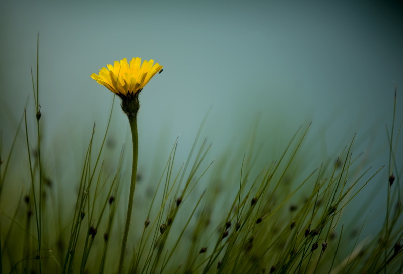 summer, close, photo, meadow, nikon, solitario, flower, close-up, outdoors, yellow, close up, 2K, d700, petal, nature, plant, grass