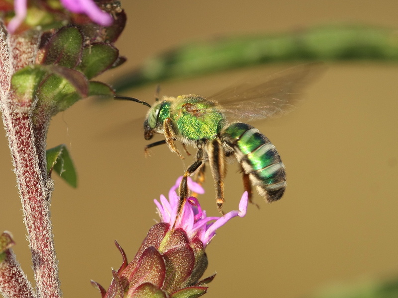 Sweat Bee, closeup photography, animal, photography, insect, macro, Richmond County, green, bee, flower, perched, nature, petaled, solitary bee, North Carolina