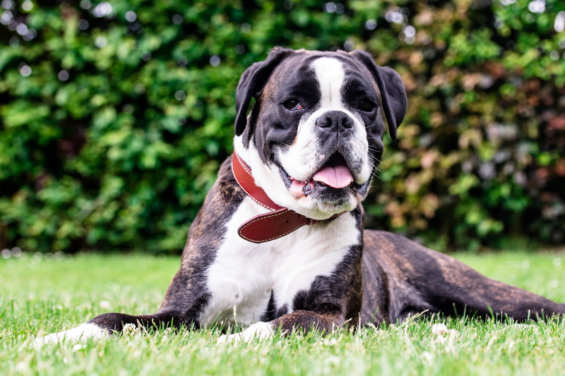 pant, boxer, domestic animals, sunlight, sitting, mouth open, vigilant, vertebrate, animal mouth, plant, animal themes, black and white, panting, bulldog