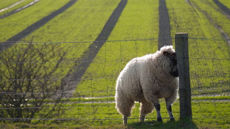 boundary, one animal, sheep, herbivorous, barrier, plant, domestic animals, domestic, livestock, fence, animal themes, the fence, grass, outdoors, animal